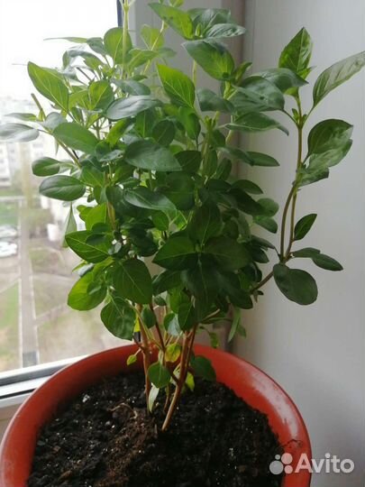 Базилик кипрский древовидно кустовой