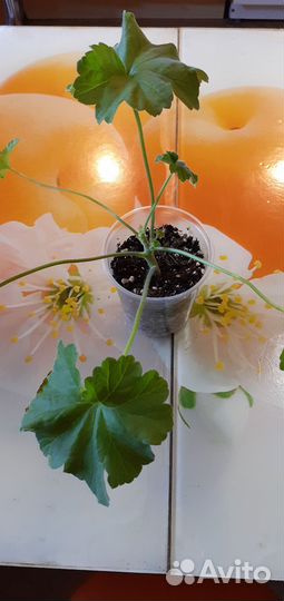 Пеларгонии зонартики