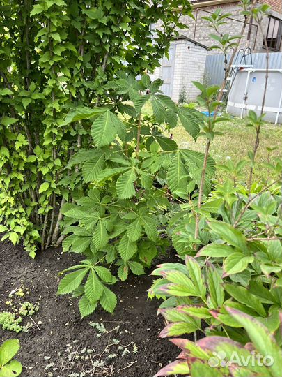 Саженцы каштана