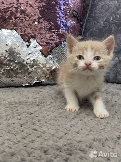 Котята