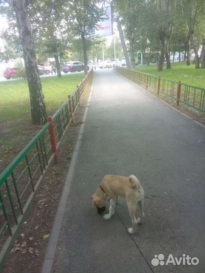 Собака в добрые руки щенок смеси хаски