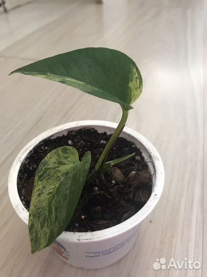 Эпипремнум марбл квин