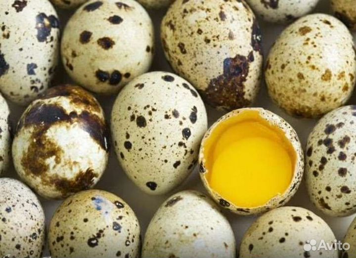 Яйца перепелиные инкубационные, домашние