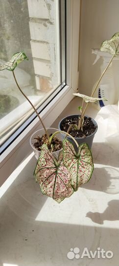 Комнатные цветы