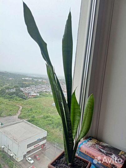 Тёщин язык Ханни, Хамедорея