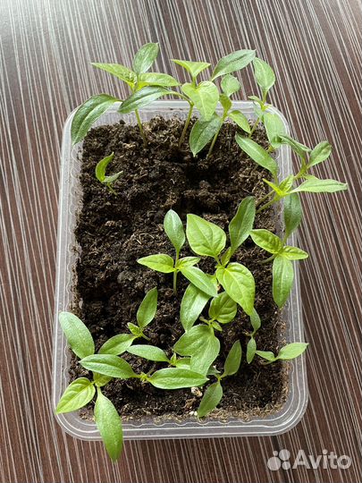 Перец болгарский рассада