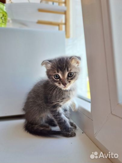 Отдаю котенка