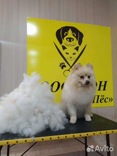 Стрижка собак и кошек