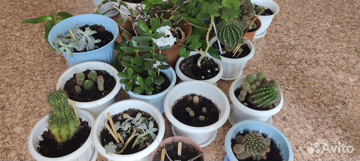 Кактус/комнатные растения