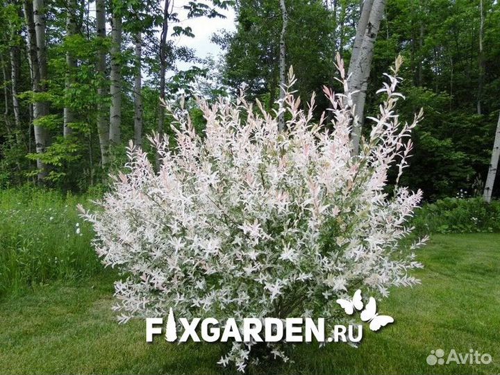 Ива цельнолистная Высота от 50см