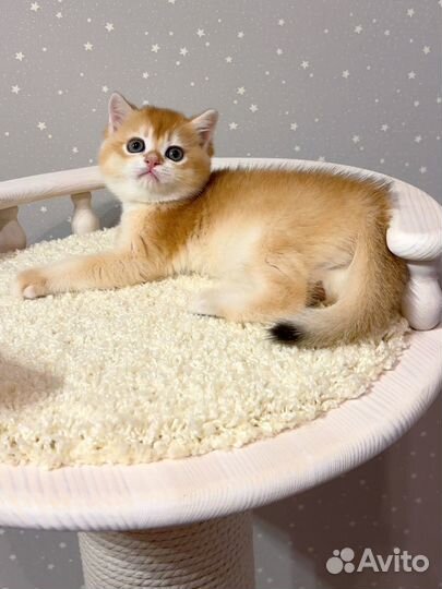 Британская золотая шиншилла