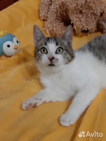 Котёнок мальчик в добрые ручки.3 мес