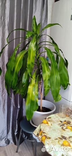 Юкка метр роста