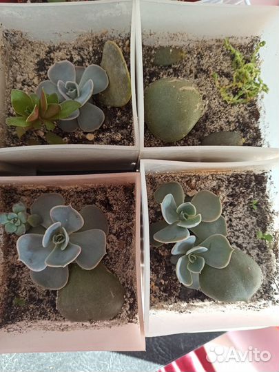 Эхеверия, крестовник Роули, Крассула Вариегатная