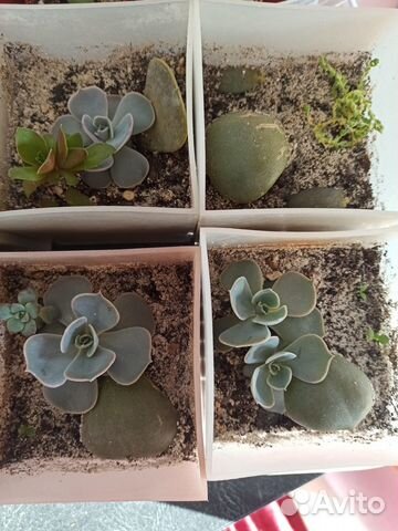 Эхеверия, крестовник Роули, Крассула Вариегатная