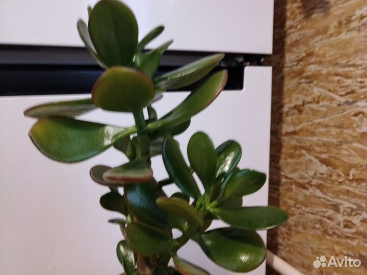 Денежное дерево толстянка крассула