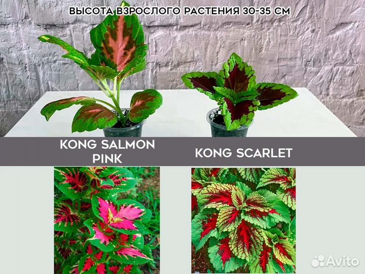 Колеусы рассада, саженцы