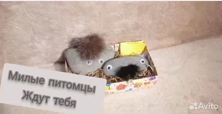 Милые камни - питомцы