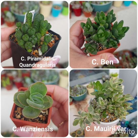 Крассулы суккуленты