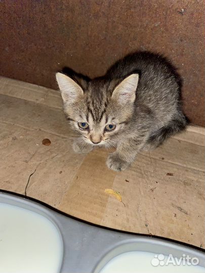 Котята в добрые руки бесплатно