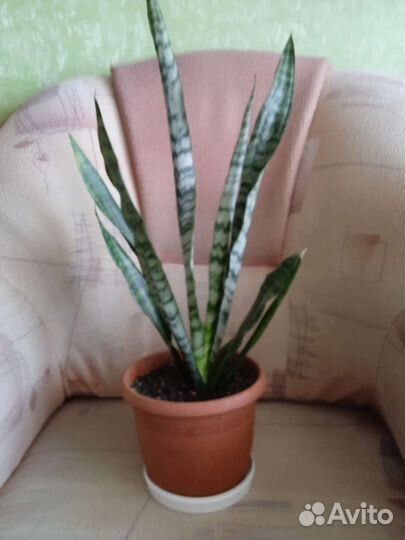 Сансевиерия