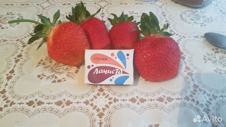 Усы клубники (клубничная рассада),чеснок домашний