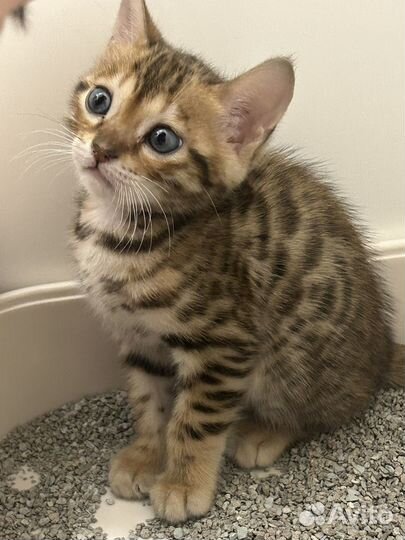 Бенгальская кошечка