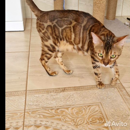Бенгальская кошка