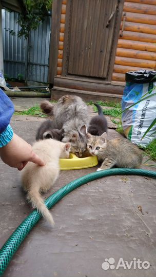 Кошка и котята в добрые руки. Бесплатно