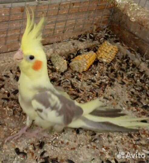 Корелла птенчики