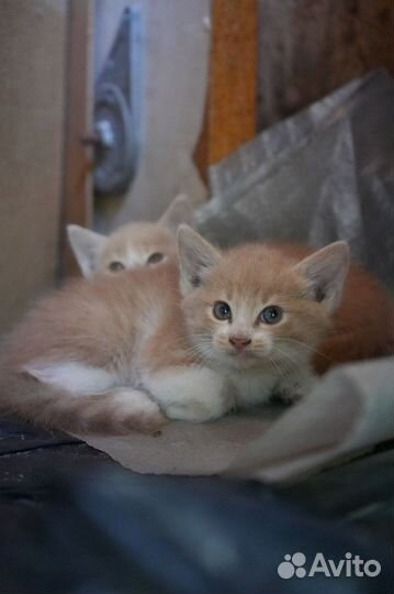 Котик в добрые руки