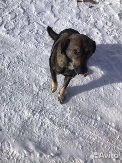 Стерилизованная собака