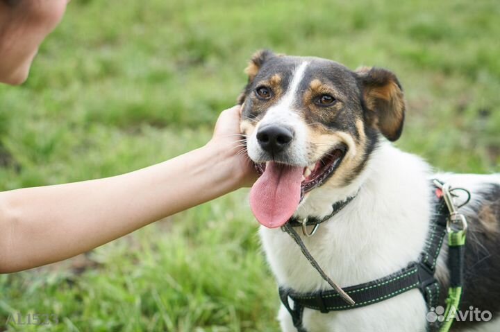 Собака в добрые руки. Джагер