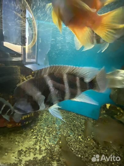 Аквариум 550литров