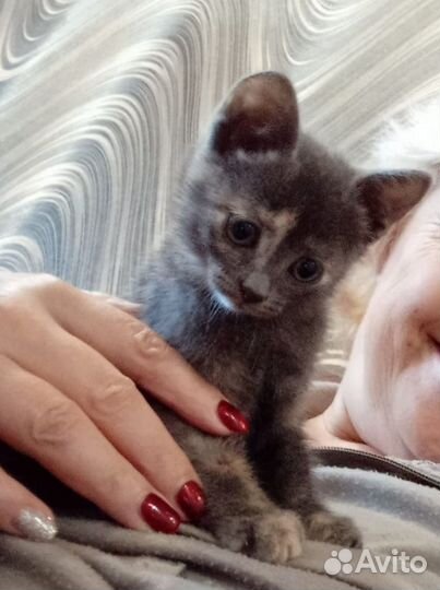 Котенок девочка в добрые руки