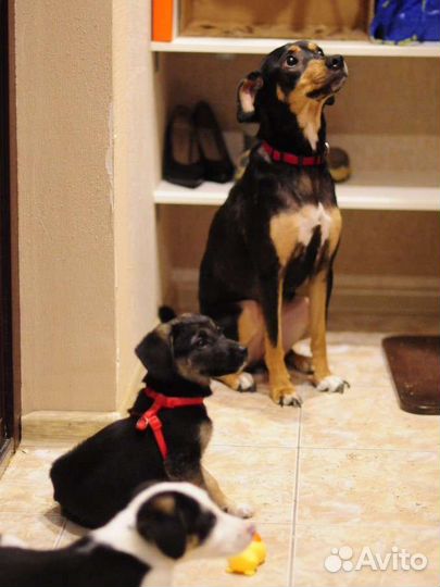 Милые девочки ищут дом