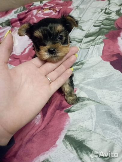 Йоркширский терьер мини