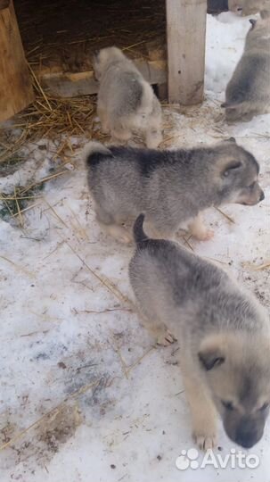 Щенки -Лайки