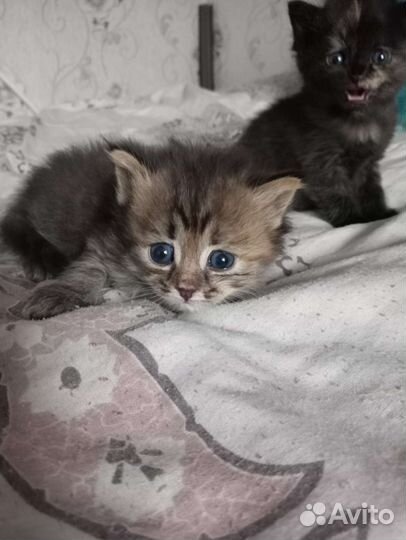 Кошка 1 р