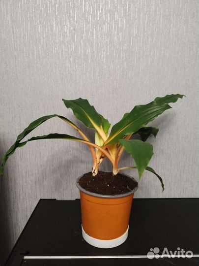 Хлорофитум грин оранж
