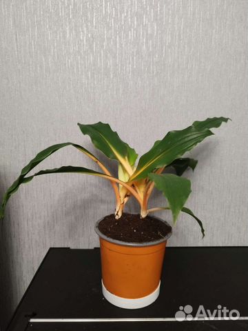Хлорофитум грин оранж