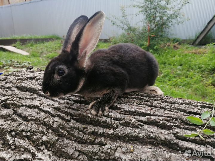 Кролик породы Рекс