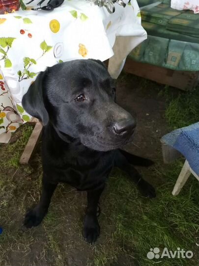 Вязка лабрадор