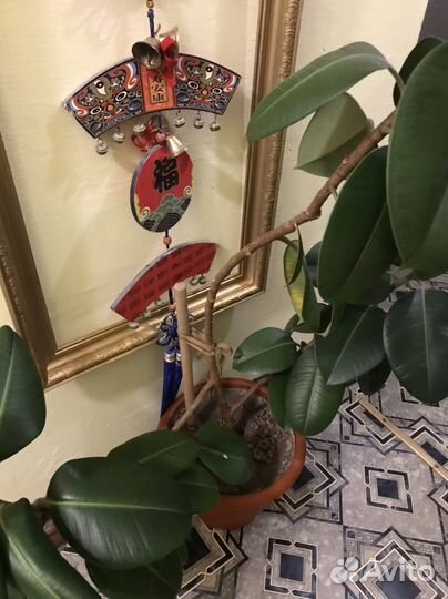 Большой цветок-Фикус-Эласика