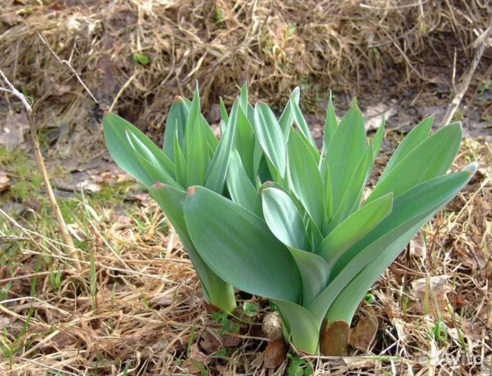 Луки декоративные - 2 вида