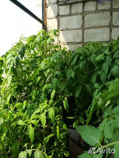 Рассада помидор