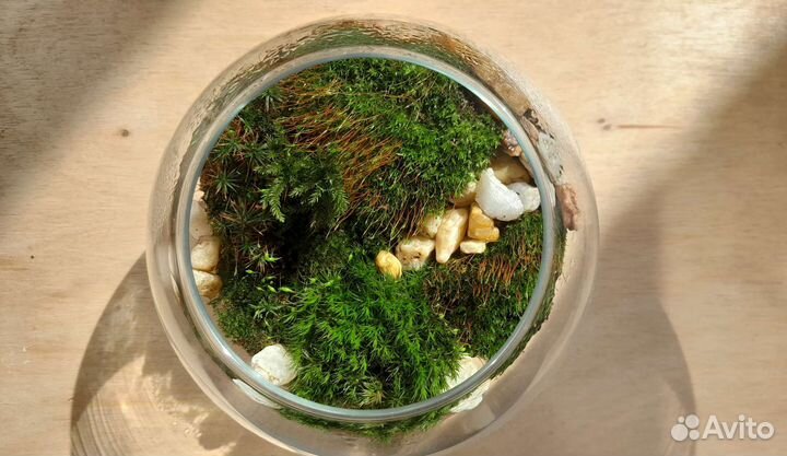 Флорариум с мхами. Мохариум. Мох