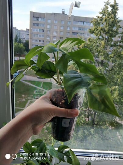 Рафидофора