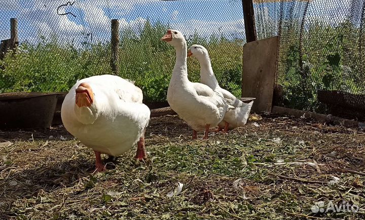 Гусь и гусыня