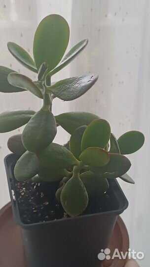 Крассула толстянка